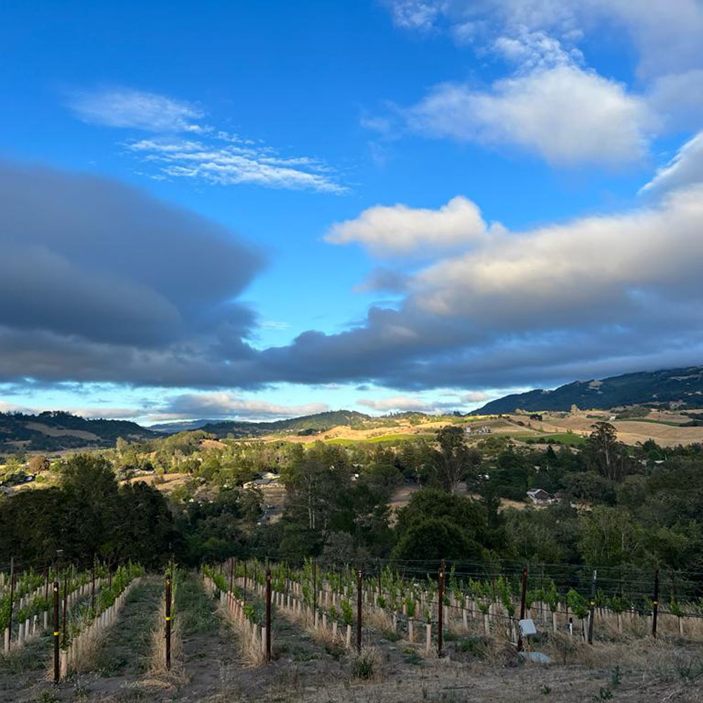 Blue sky over vineyard rows