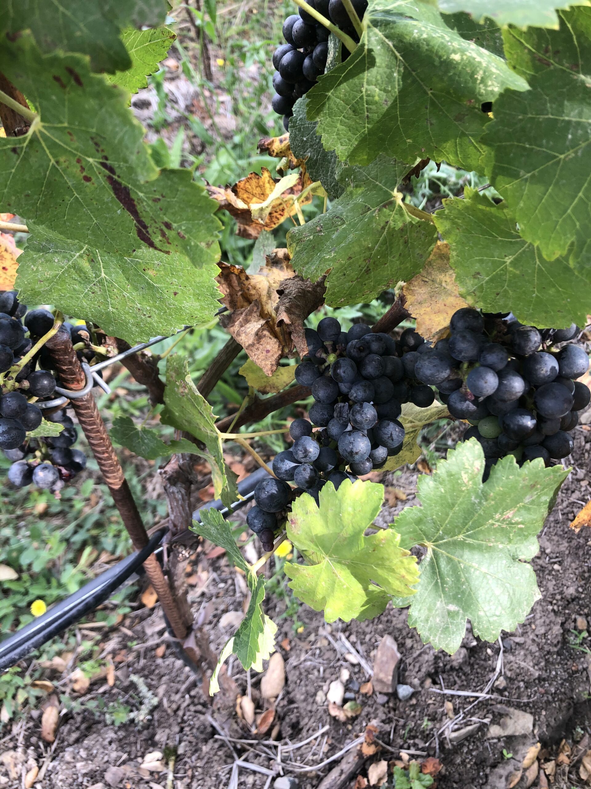 Syrah grape cluster