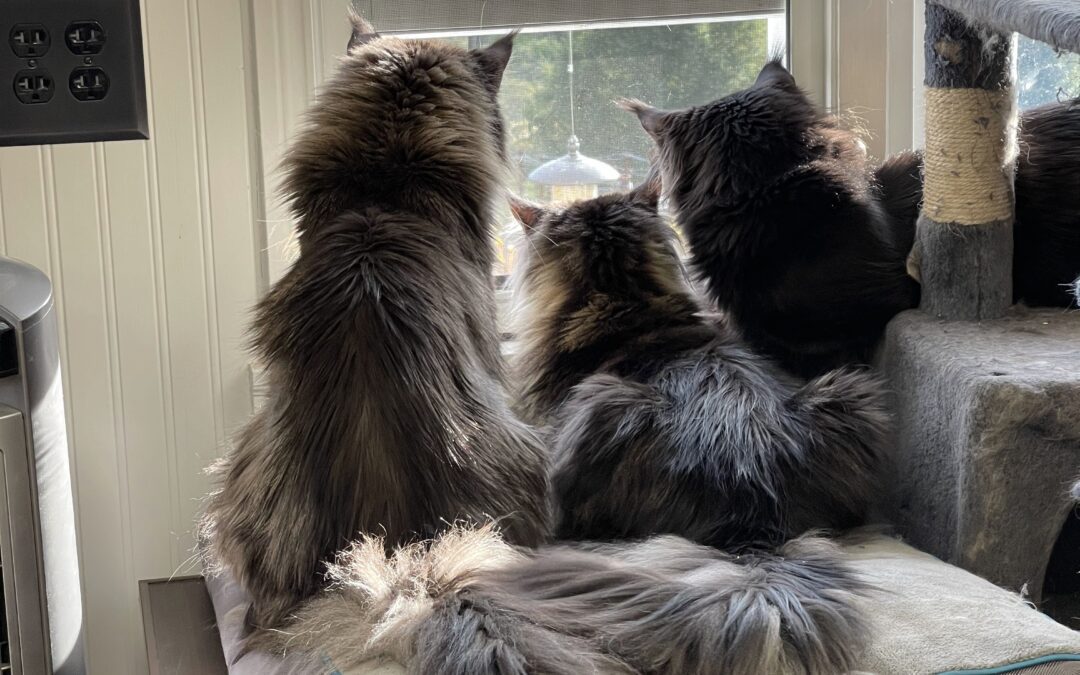 Cats watching birds at the feeder