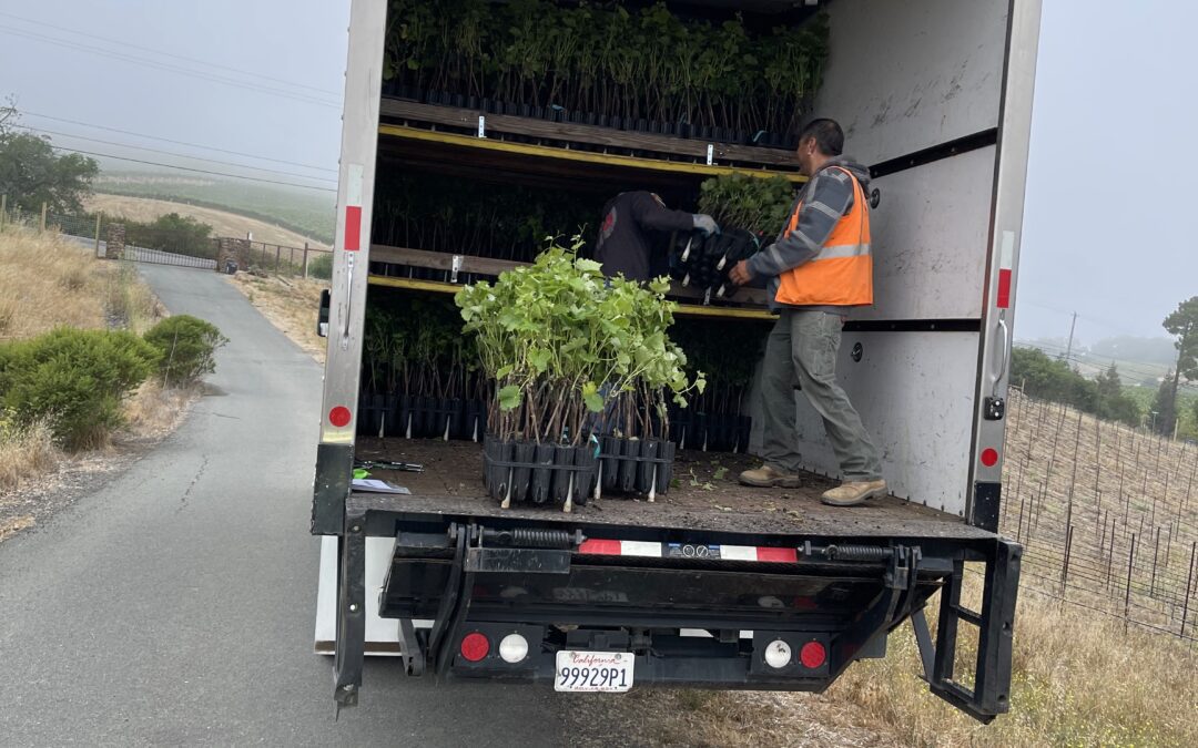 New vines being delivered