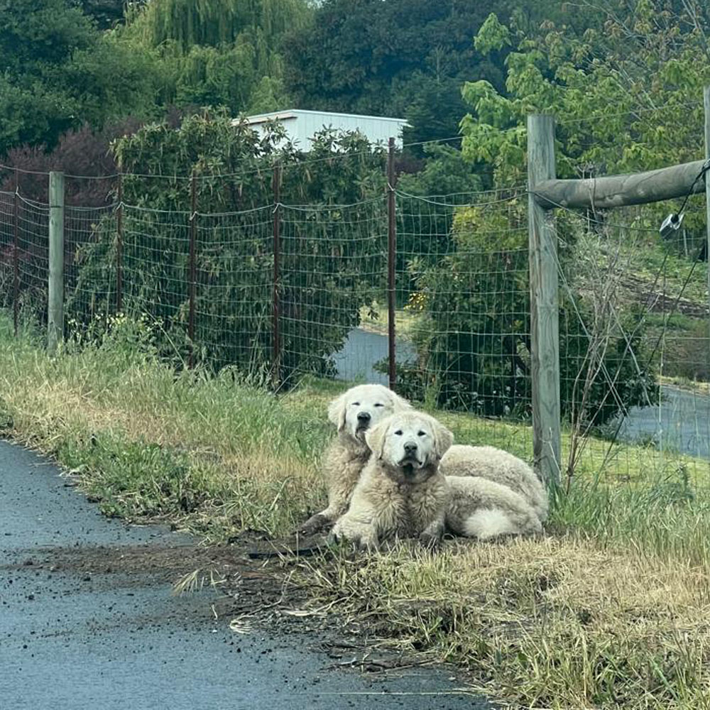 Cute and Fluffy, two large Kuvasz dogs, sitting near the deer fence