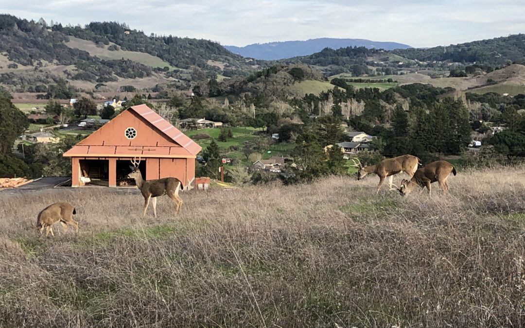 Deer herd visiting