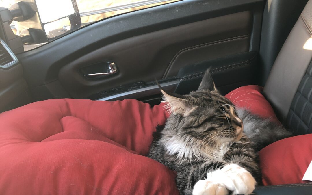 Fauda, the Maine Coon, riding shotgun