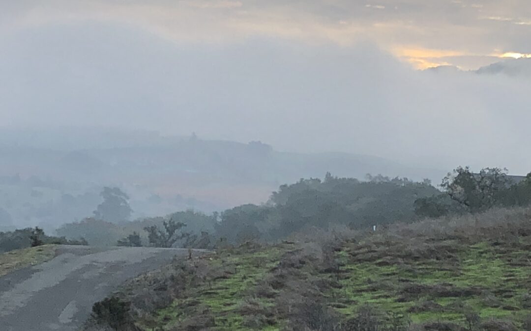 Misty morning in Bennett Valley