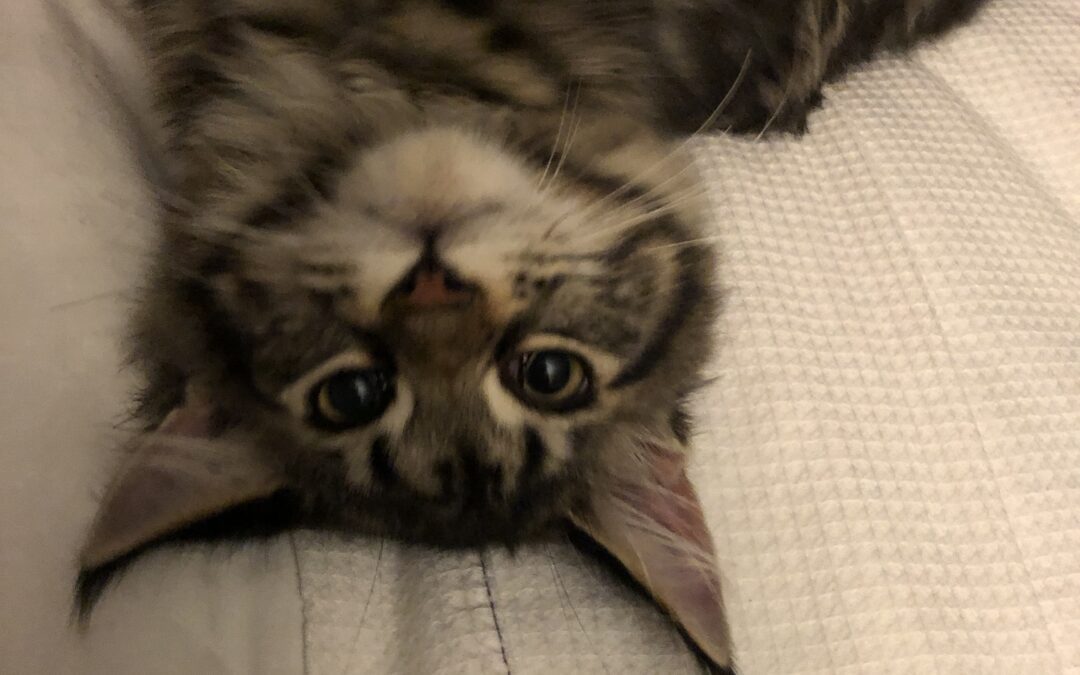 Mizan, a Maine Coon kitten