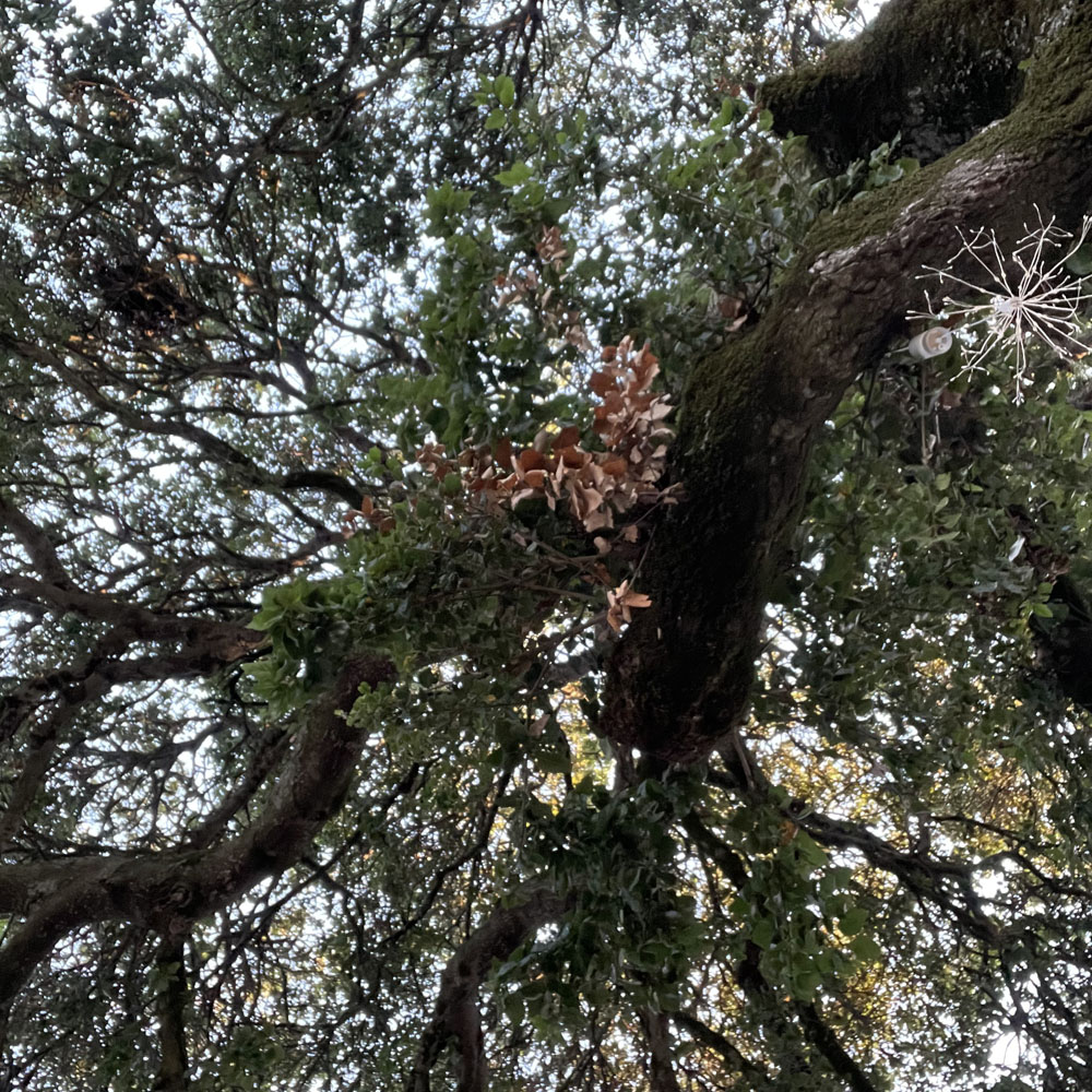 Looking up into the canopy of the oak grove