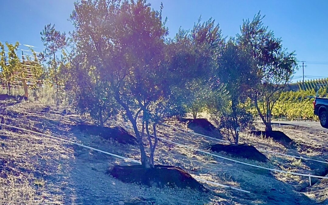 Olive trees just planted in vineyard