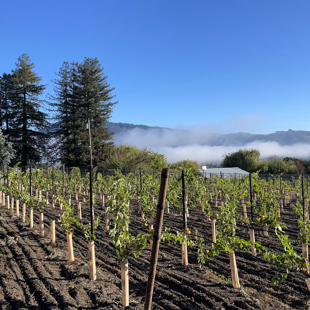 Newly planted Syrah vines in Block C