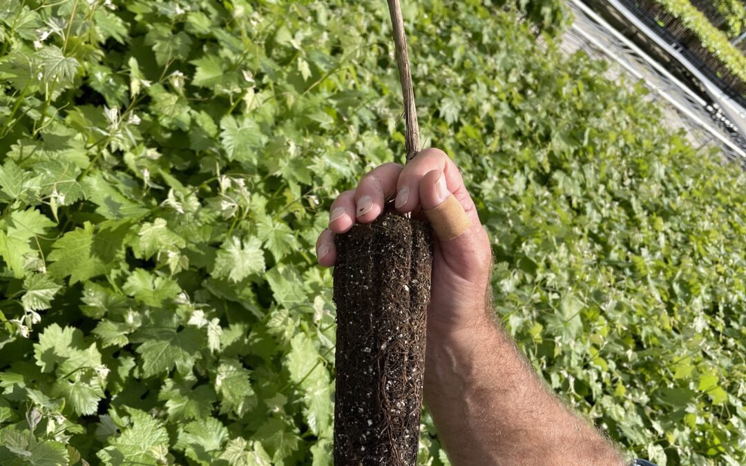 Examining a bench grafted Syrah clone at nursery