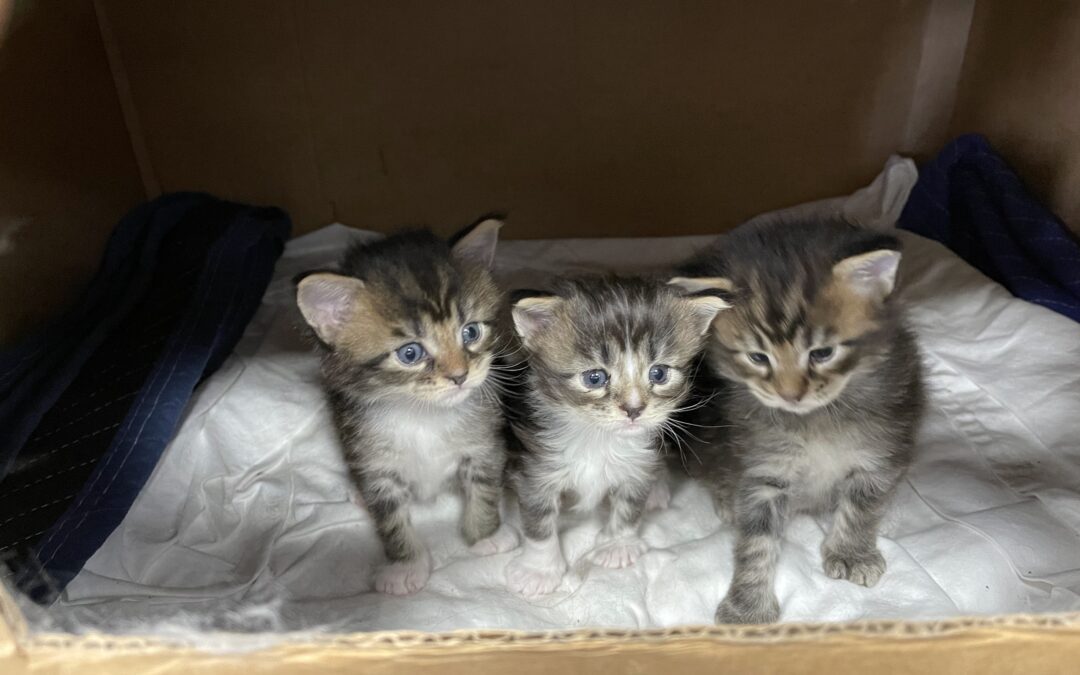 New kittens
